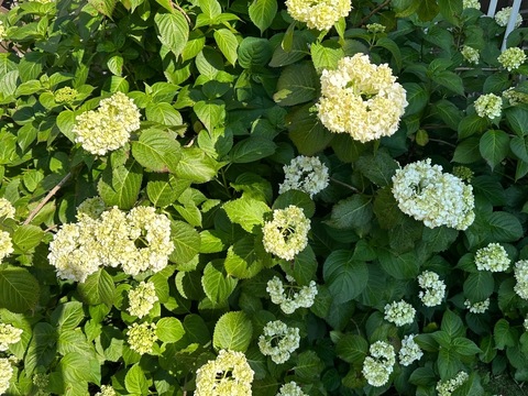 IMG_7060.jpeg